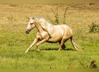 PRE Mix, Stute, 4 Jahre, 155 cm, Palomino