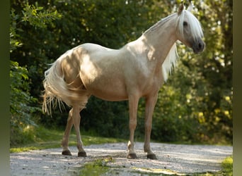 PRE Mix, Stute, 4 Jahre, 155 cm, Palomino