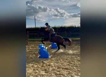 PRE, Stute, 4 Jahre, 155 cm, Rappe