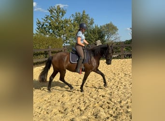 PRE, Stute, 4 Jahre, 155 cm, Rappe