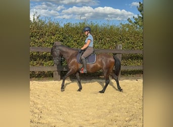 PRE, Stute, 4 Jahre, 155 cm, Rappe