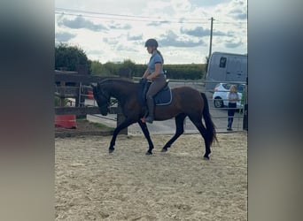 PRE, Stute, 4 Jahre, 155 cm, Rappe