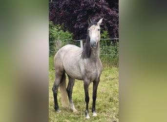 PRE, Stute, 4 Jahre, 155 cm, Schimmel