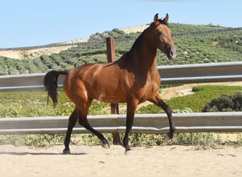 PRE, Stute, 4 Jahre, 156 cm, Falbe