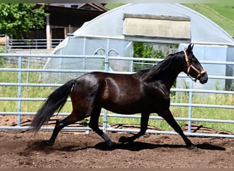 PRE Mix, Stute, 4 Jahre, 156 cm, Rappe