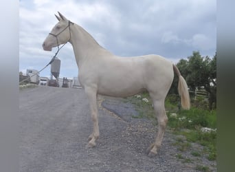 PRE, Stute, 4 Jahre, 156 cm, Schimmel