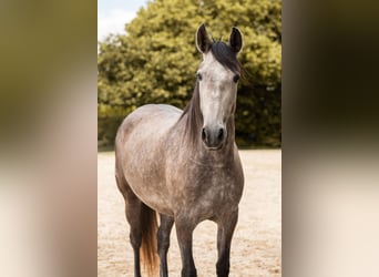 PRE, Stute, 4 Jahre, 157 cm, Braunfalbschimmel