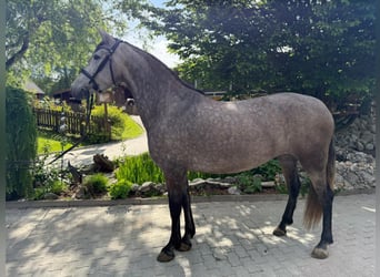 PRE, Stute, 4 Jahre, 157 cm, Braunfalbschimmel