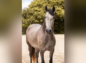 PRE Mix, Stute, 4 Jahre, 157 cm, Rotschimmel