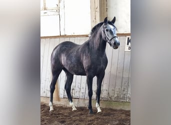 PRE Mix, Stute, 4 Jahre, 157 cm, Schimmel