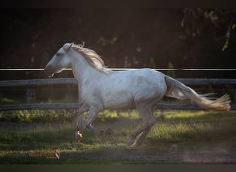 PRE Mix, Stute, 4 Jahre, 157 cm, Schimmel