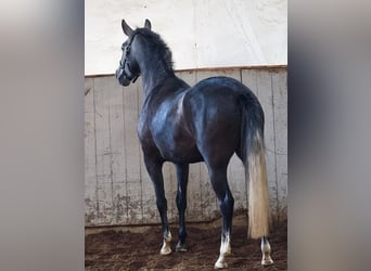 PRE Mix, Stute, 4 Jahre, 157 cm, Schimmel
