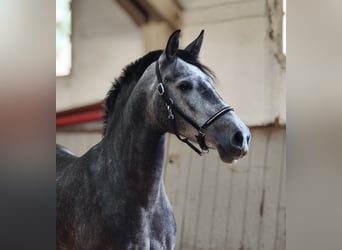 PRE Mix, Stute, 4 Jahre, 157 cm, Schimmel