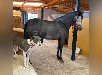 PRE Mix, Stute, 4 Jahre, 158 cm, Apfelschimmel