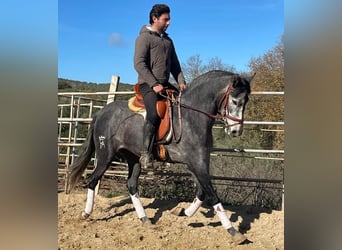 PRE Mix, Stute, 4 Jahre, 158 cm, Blauschimmel