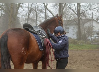 PRE Mix, Stute, 4 Jahre, 158 cm, Brauner