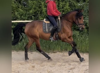 PRE Mix, Stute, 4 Jahre, 158 cm, Brauner
