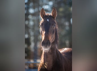 PRE, Stute, 4 Jahre, 158 cm, Brauner