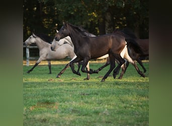 PRE, Stute, 4 Jahre, 158 cm, Brauner