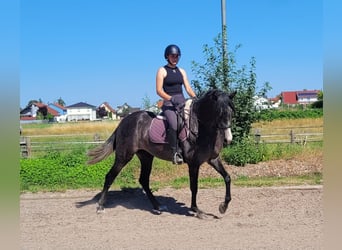 PRE Mix, Stute, 4 Jahre, 158 cm, Braunfalbschimmel