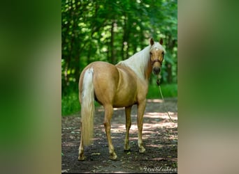 PRE, Stute, 4 Jahre, 158 cm, Palomino