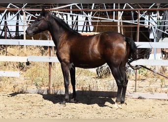 PRE Mix, Stute, 4 Jahre, 158 cm, Rappe