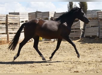 PRE Mix, Stute, 4 Jahre, 158 cm, Rappe