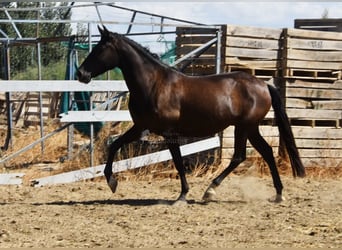 PRE Mix, Stute, 4 Jahre, 158 cm, Rappe