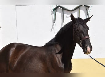 PRE Mix, Stute, 4 Jahre, 158 cm, Rappe
