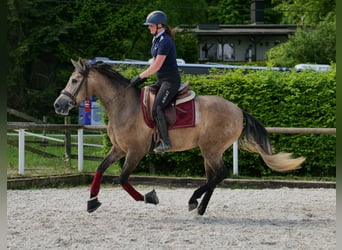 PRE Mix, Stute, 4 Jahre, 158 cm, Schimmel