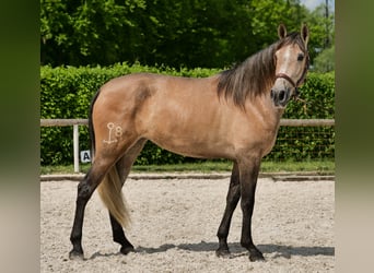 PRE Mix, Stute, 4 Jahre, 158 cm, Schimmel