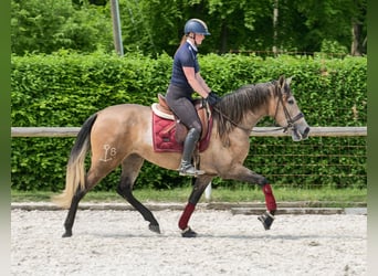 PRE Mix, Stute, 4 Jahre, 158 cm, Schimmel