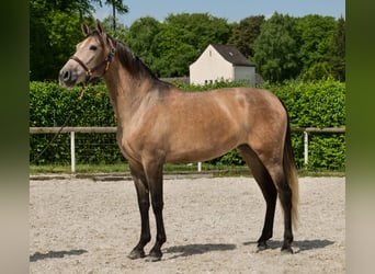 PRE Mix, Stute, 4 Jahre, 158 cm, Schimmel