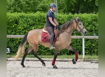 PRE Mix, Stute, 4 Jahre, 158 cm, Schimmel