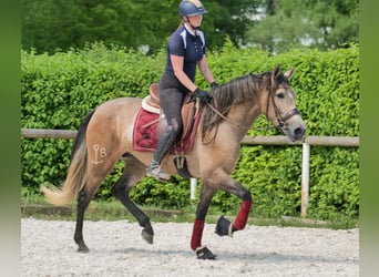 PRE Mix, Stute, 4 Jahre, 158 cm, Schimmel