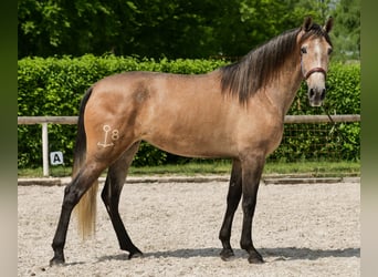 PRE Mix, Stute, 4 Jahre, 158 cm, Schimmel