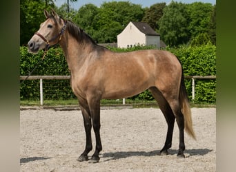PRE Mix, Stute, 4 Jahre, 158 cm, Schimmel