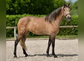 PRE Mix, Stute, 4 Jahre, 158 cm, Schimmel