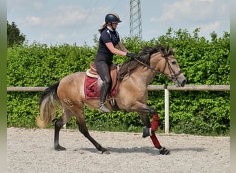 PRE Mix, Stute, 4 Jahre, 158 cm, Schimmel