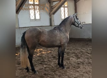 PRE Mix, Stute, 4 Jahre, 158 cm, Schimmel
