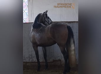 PRE Mix, Stute, 4 Jahre, 158 cm, Schimmel