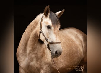 PRE, Stute, 4 Jahre, 158 cm, Schimmel