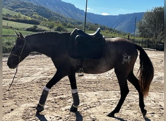 PRE, Stute, 4 Jahre, 159 cm, Apfelschimmel