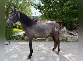 PRE, Stute, 4 Jahre, 159 cm, Apfelschimmel