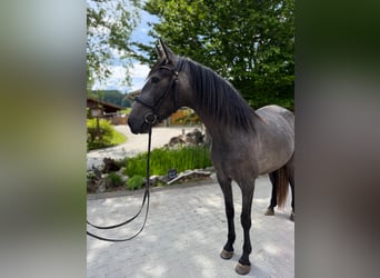 PRE, Stute, 4 Jahre, 159 cm, Apfelschimmel