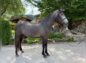 PRE, Stute, 4 Jahre, 159 cm, Apfelschimmel