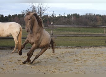 PRE, Stute, 4 Jahre, 159 cm, Pearl