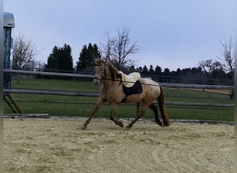 PRE, Stute, 4 Jahre, 159 cm, Pearl