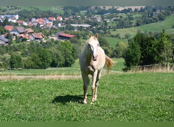 PRE Mix, Stute, 4 Jahre, 159 cm, Pearl