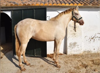 PRE Mix, Stute, 4 Jahre, 159 cm, Pearl
